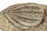 Crinoid (Agaricocrinus) Fossil - Crawfordsville, Indiana #188676-1